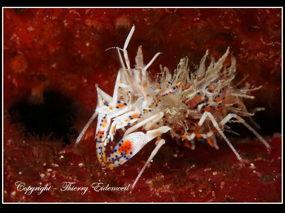 Anilao Macro Dive Media Highlight